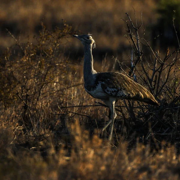 Pájaro Avutarda Kori Pavoneándose Través Hierba Alta Parque Nacional Kruger —  Fotos de Stock