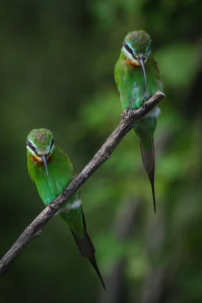 Par Abelhas Comedores Bochechas Azuis Empoleirados Ramo Com Fundo Verde — Fotografia de Stock