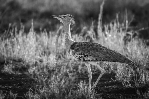 Кори Bustard Птицы Расхаживающие Высокой Траве Национальный Парк Крюгера — стоковое фото