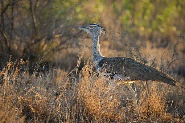 Kori Trappe Vogel Stolziert Durch Hohes Gras Kruger Nationalpark — Stockfoto