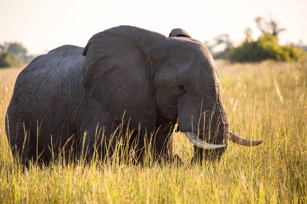 Afrikansk Elefant Äta Gräs Som Växer Floden Okavangodeltat Botswana — Stockfoto