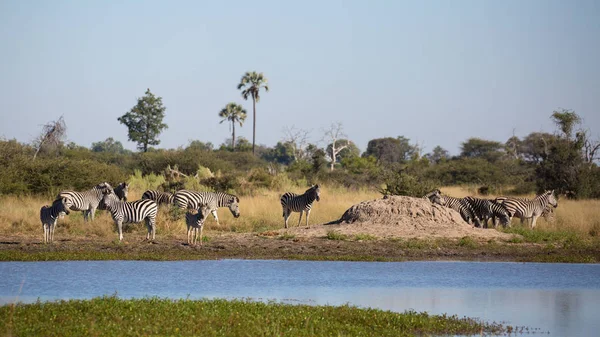 Herd of zebras walking by a river full of water, Africa