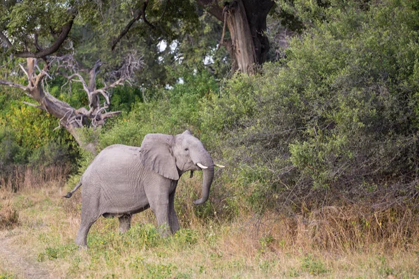 Африканский Слон Идущий Сквозь Кусты Национальный Парк Крюгера Южная Африка — стоковое фото
