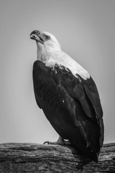 Portrait African Fish Eagle Head — Stock Photo, Image