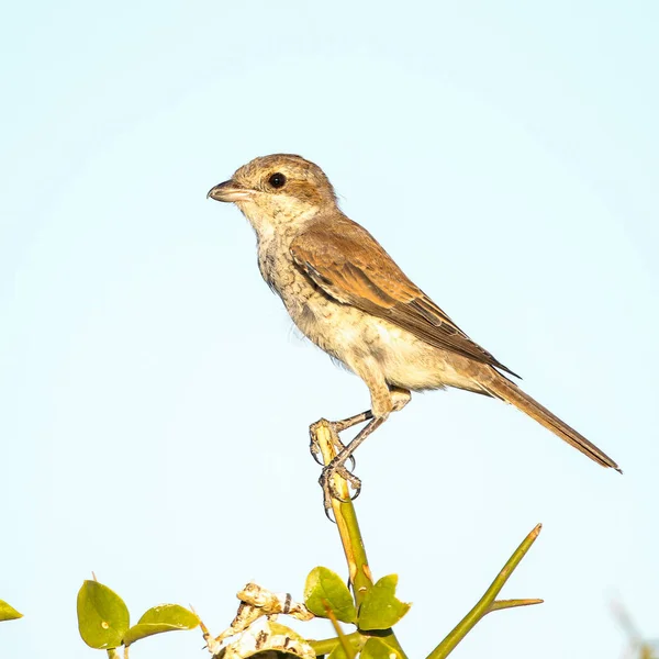 Uccello Passero Sull Albero Kruger National Park — Foto Stock