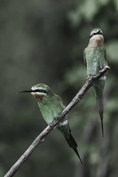 Pair Blue Cheeked Bee Eaters Perched Branch Green Background — Stock Photo, Image