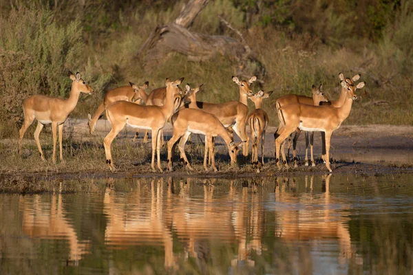 Antelopy Impala Woda Afryce — Zdjęcie stockowe