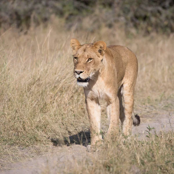 Lioness Járás Bár Magas Vadászat Közben Élelmiszer Dél Afrika — Stock Fotó