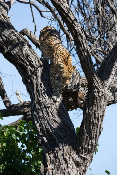 Kvinnliga Leopard Ett Träd Kruger National Park Afrika — Stockfoto