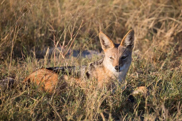 Kara sırtlı, Okavango Deltası, Afrika