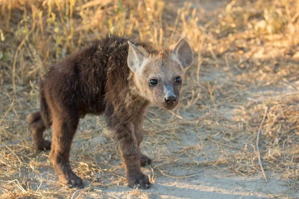 Spotted hyena puppy with cute face  in early morning light