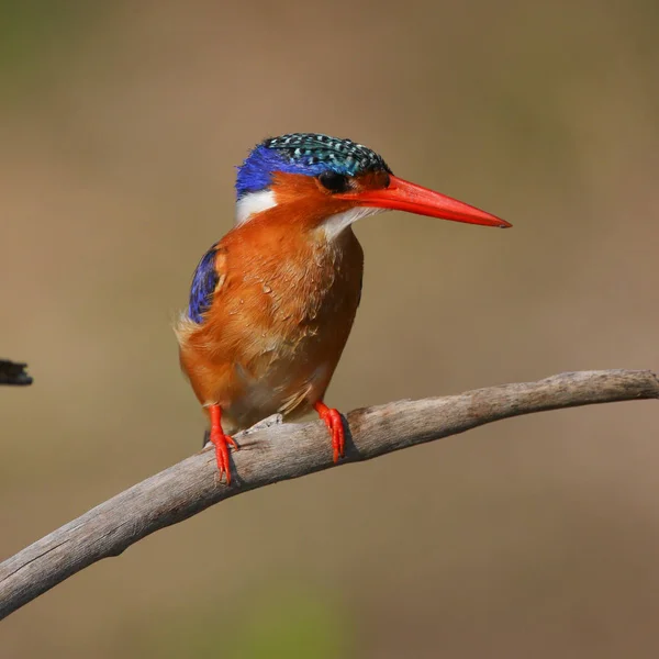 Malachite Kingfisher Şube Tünemiş — Stok fotoğraf