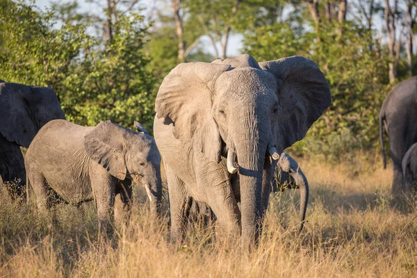 Elefantes Africanos Caminando Por Los Arbustos Parque Nacional Kruger Sudáfrica — Foto de Stock