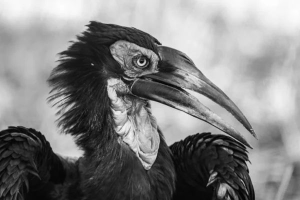 Kırmızı Yüz Ground Hornbill Portre — Stok fotoğraf