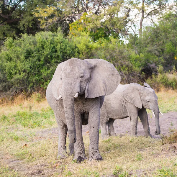 Elefantes Africanos Caminando Por Los Arbustos Parque Nacional Kruger Sudáfrica — Foto de Stock