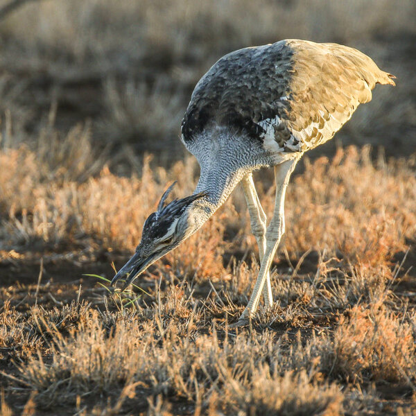 Kori bustard bird strutting through tall grass, Kruger National Park