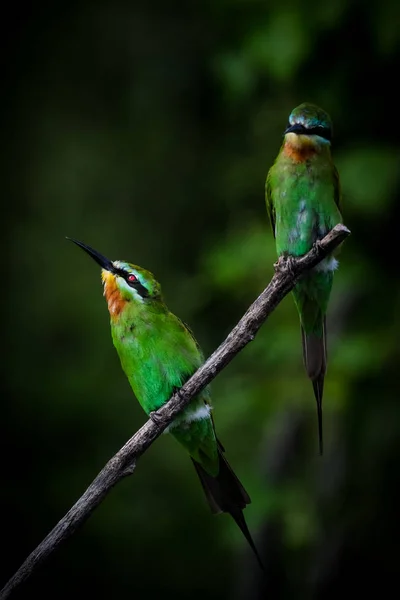 Paar Blauwangige Bienenfresser Die Auf Zweigen Mit Grünem Hintergrund Hocken — Stockfoto