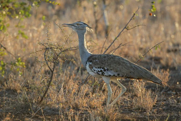 Kori Olbrzymi Ptak Dumnie Wysokiej Trawie Kruger National Park — Zdjęcie stockowe