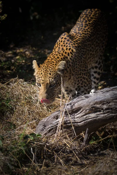 Female Leopard Walking Bush Tree While Looking Cub Africa — Stock Photo, Image