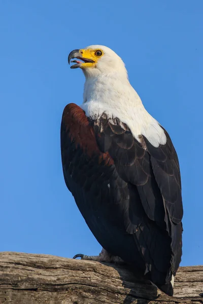 Retrato Cabeza Águila Africana —  Fotos de Stock