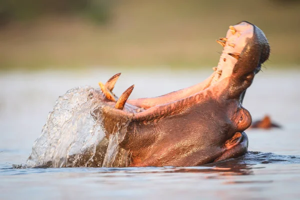 Ippopotamo Nel Fiume Kruger National Park Sud Africa — Foto Stock