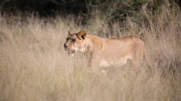Lioness Járás Bár Magas Vadászat Közben Élelmiszer Dél Afrika — Stock Fotó