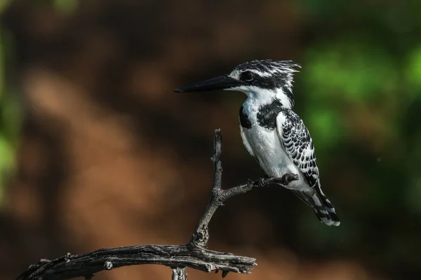 Pied Kingfisher Наближається Гілці — стокове фото