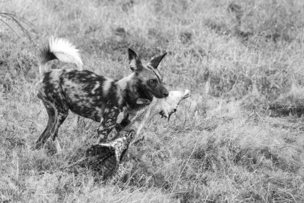 Spotted Hyena Eating Old Antelope Leg Food Kruger National Park — Stock Photo, Image