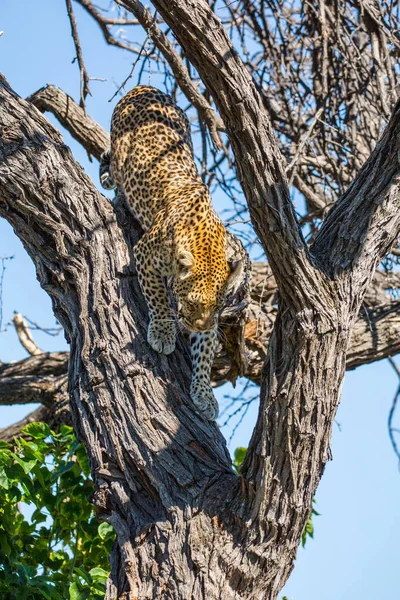 Léopard Femelle Sur Arbre Dans Parc National Kruger Afrique — Photo