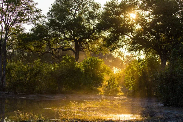 Zonsondergang Met Bomen Voorgrond Heldere Hemel Achtergrond Afrika — Stockfoto