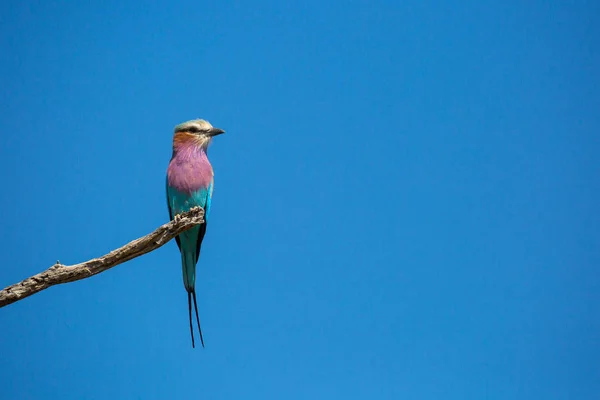 Lilac-breasted roller bird with colorful feathers, Kruger National Park