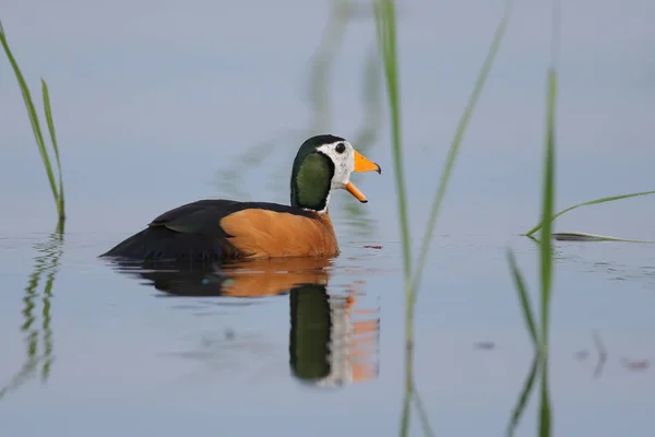 Pygmy goose swimming on calm river