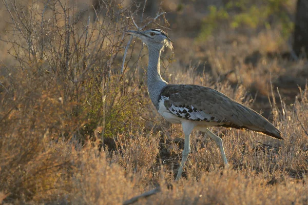 Kori Olbrzymi Ptak Dumnie Wysokiej Trawie Kruger National Park — Zdjęcie stockowe