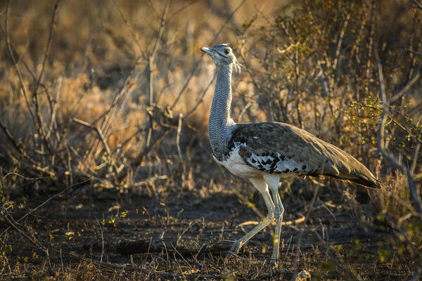 Kori bustard bird strutting through tall grass, Kruger National Park