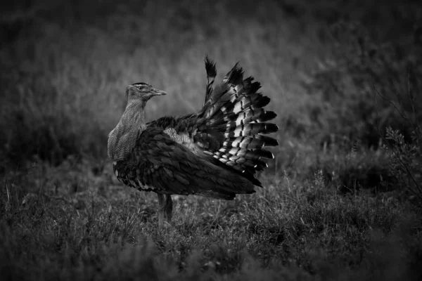 Kori Trap Vogel Strutting Door Hoog Gras Kruger National Park — Stockfoto