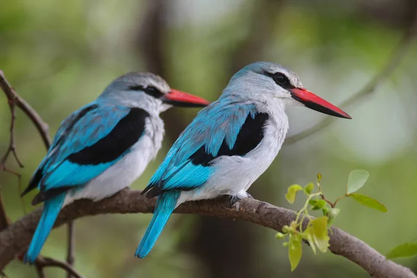 Woodland kingfisher birds couple on branch of tree looking talking, Kruger National Park, South Africa