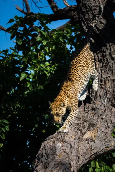 非洲克鲁格国家公园一棵树上的雌性豹子 — 图库照片