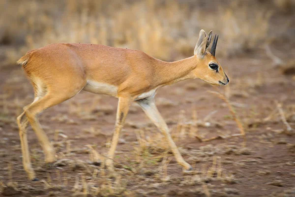 Kruger Milli Parkı'nda küçük steenbok antilop