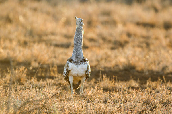 Кори bustard птицы, расхаживающие по высокой траве, Национальный парк Крюгера
