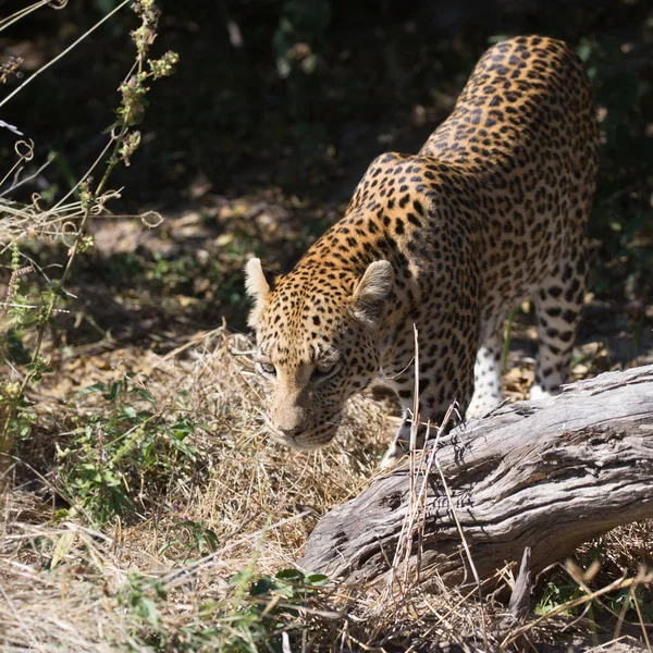 Женщина Леопард Ходить Через Кусты Над Деревом Поисках Детеныша Африка — стоковое фото