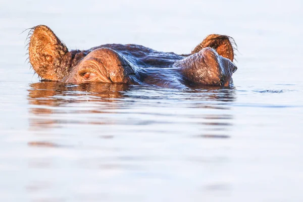 Hipopótamo Río Parque Nacional Kruger Sudáfrica — Foto de Stock