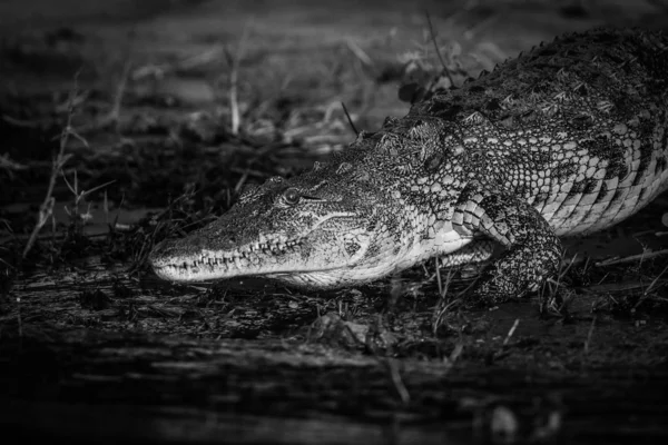 Caccia Coccodrillo Del Nilo Acqua Fiume Kruger National Park Sud — Foto Stock