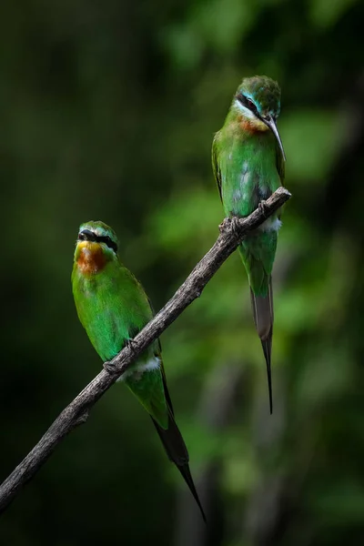 Par Abelhas Comedores Bochechas Azuis Empoleirados Ramo Com Fundo Verde — Fotografia de Stock