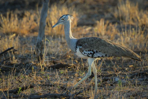 Kori Olbrzymi Ptak Dumnie Wysokiej Trawie Kruger National Park — Zdjęcie stockowe