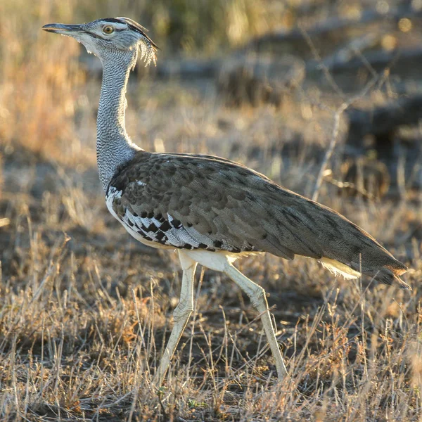 Pájaro Avutarda Kori Pavoneándose Través Hierba Alta Parque Nacional Kruger — Foto de Stock