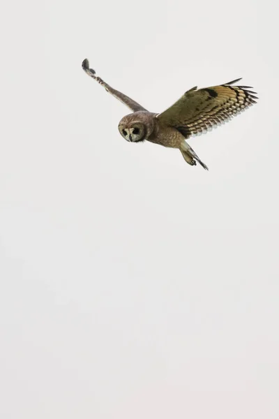 フクロウの鳥の飛行と狩猟 — ストック写真