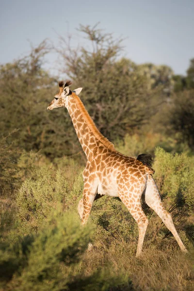 Giraffe running across savannah in Kruger National Park, Africa