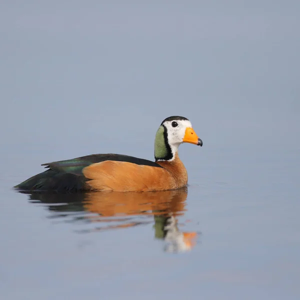 Pygmy goose swimming on calm river