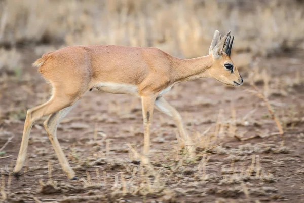 Pequeno Antílope Steenbok Parque Nacional Kruger — Fotografia de Stock