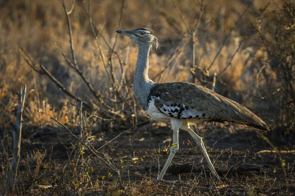 Kori Trappe Vogel Stolziert Durch Hohes Gras Kruger Nationalpark — Stockfoto